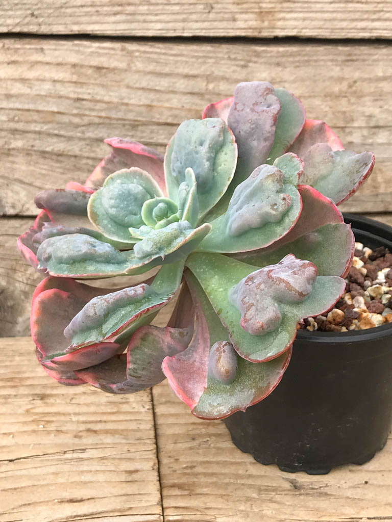 SHPR8084 Echeveria Beyonce Rainbow - Imagen 3