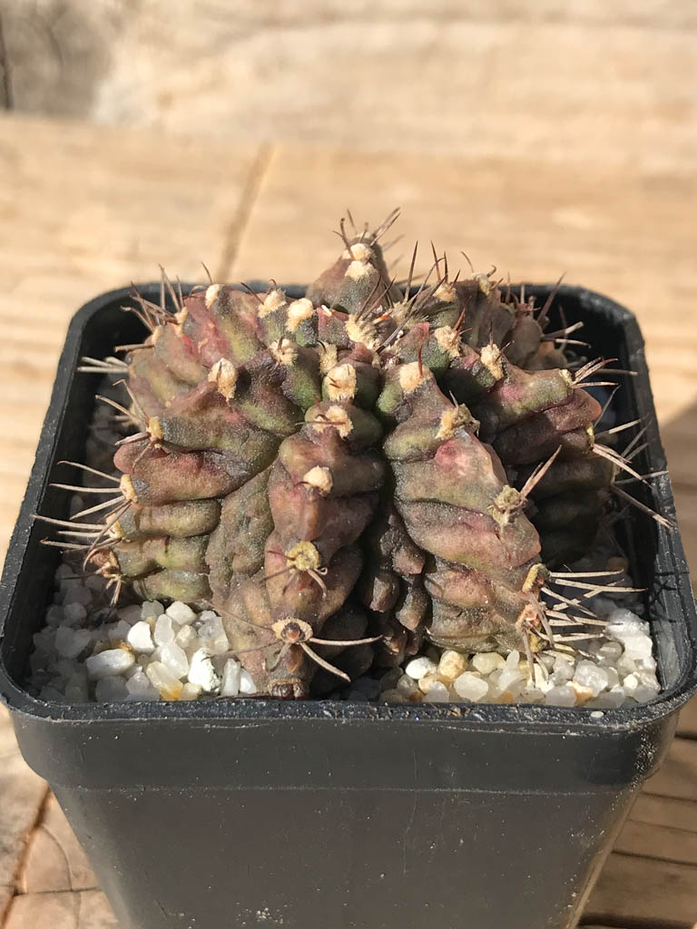 SHPR8094 Gymnocalycium mihanovichii ‘T-rex’ variegated - Imagen 2