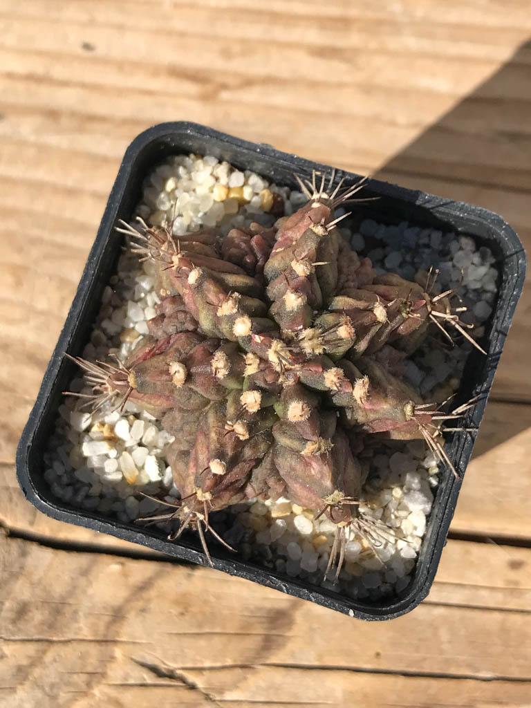 SHPR8094 Gymnocalycium mihanovichii ‘T-rex’ variegated