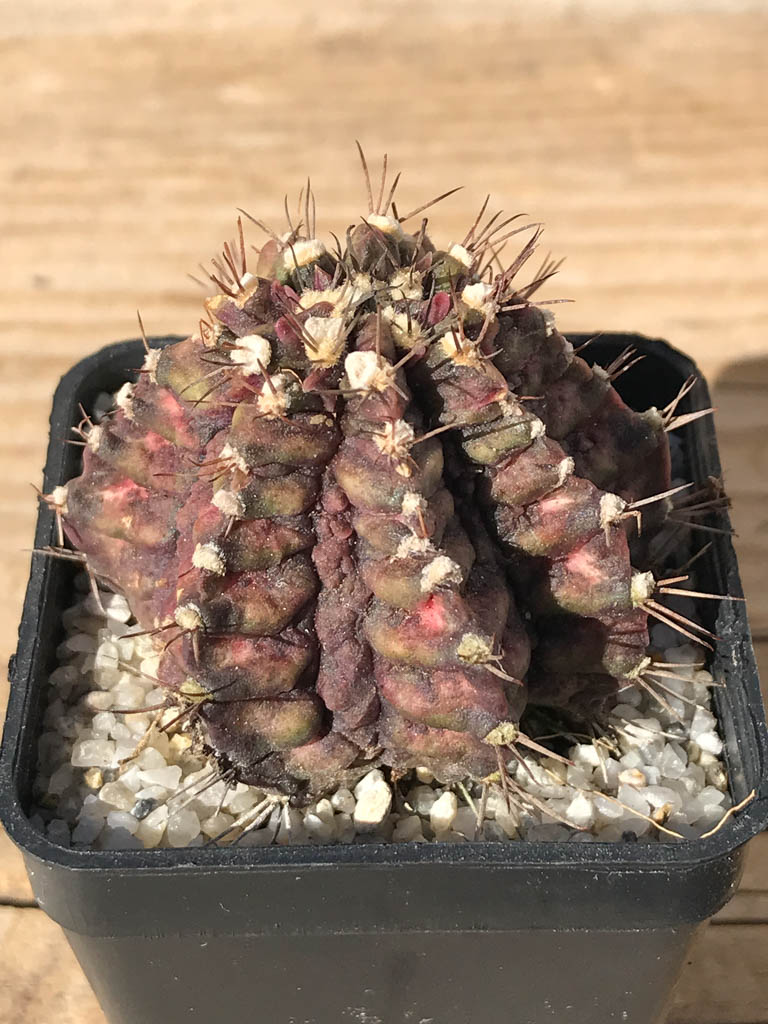 SHPR8094 Gymnocalycium mihanovichii ‘T-rex’ variegated - Imagen 3