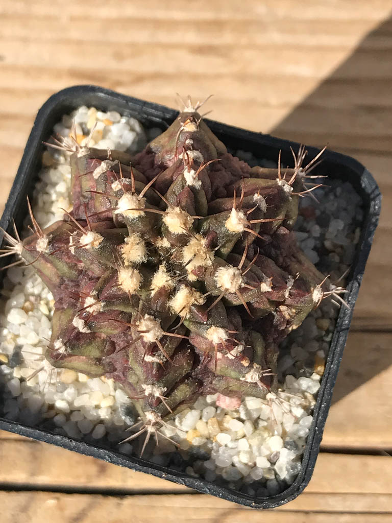 SHPR8094 Gymnocalycium mihanovichii ‘T-rex’ variegated - Imagen 4