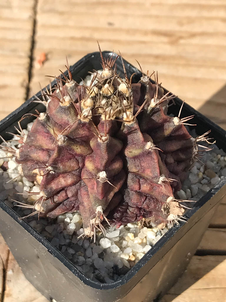SHPR8094 Gymnocalycium mihanovichii ‘T-rex’ variegated - Imagen 5
