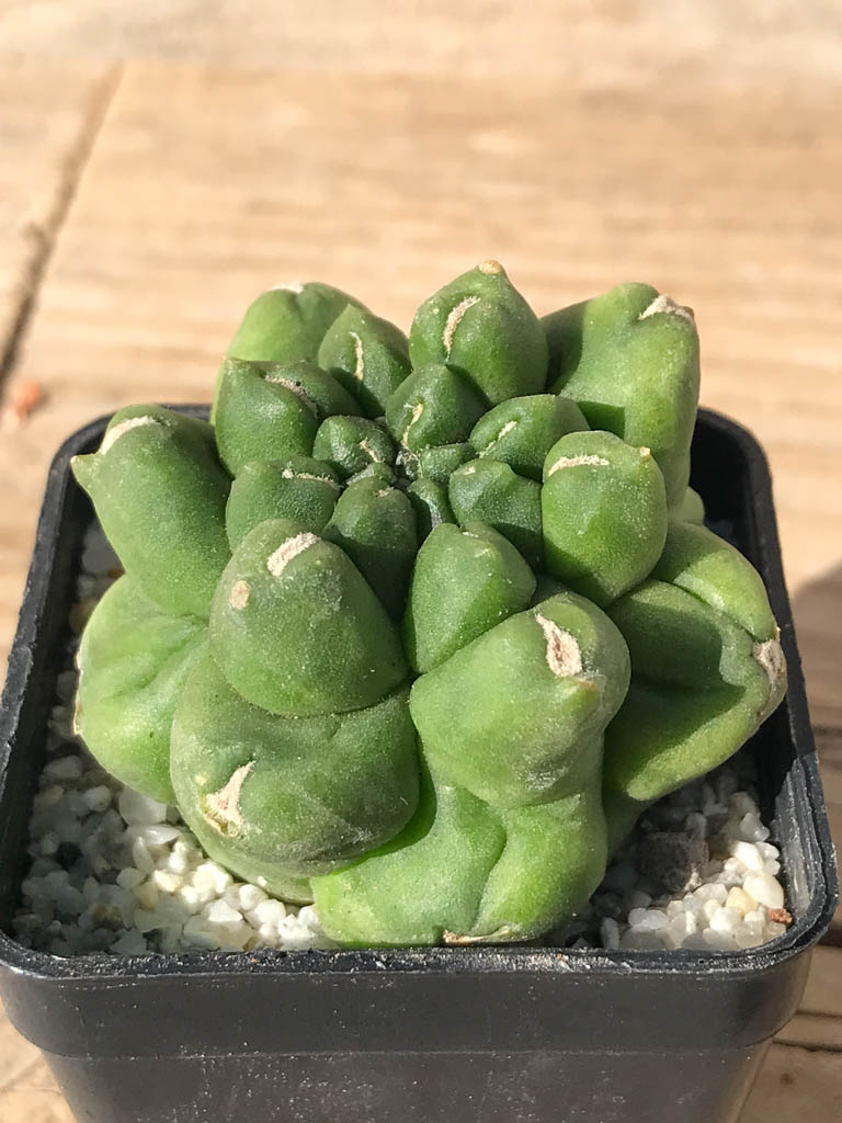 SHPR8095 Gymnocalycium cv. Kikko - 画像 (2)