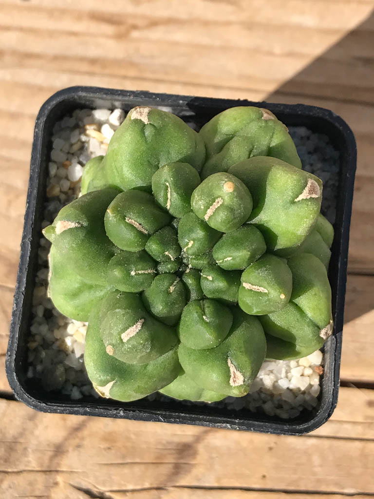 SHPR8095 Gymnocalycium cv. Kikko