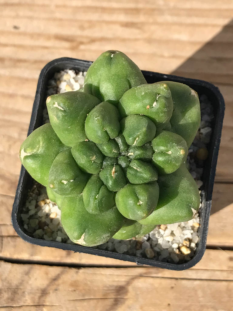 SHPR8095 Gymnocalycium cv. Kikko - 画像 (3)