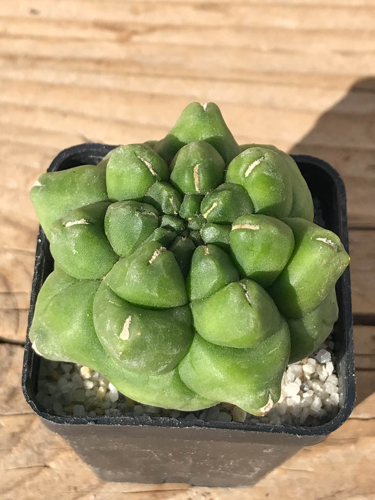 SHPR8095 Gymnocalycium cv. Kikko - 画像 (4)