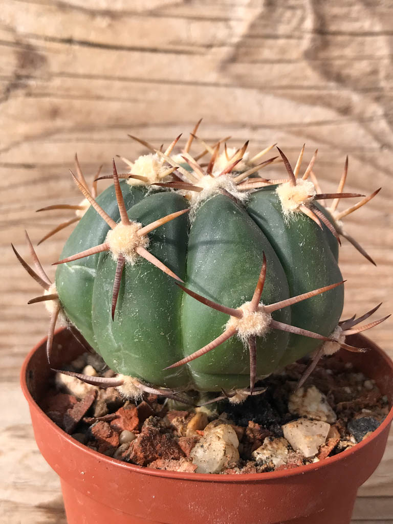 SHPR8098 Echinocactus horizonthalonius PD 218, Mexico, grafted - Image 2