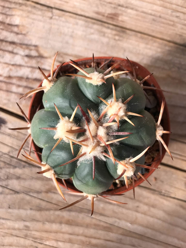 SHPR8098 Echinocactus horizonthalonius PD 218, Mexico, grafted