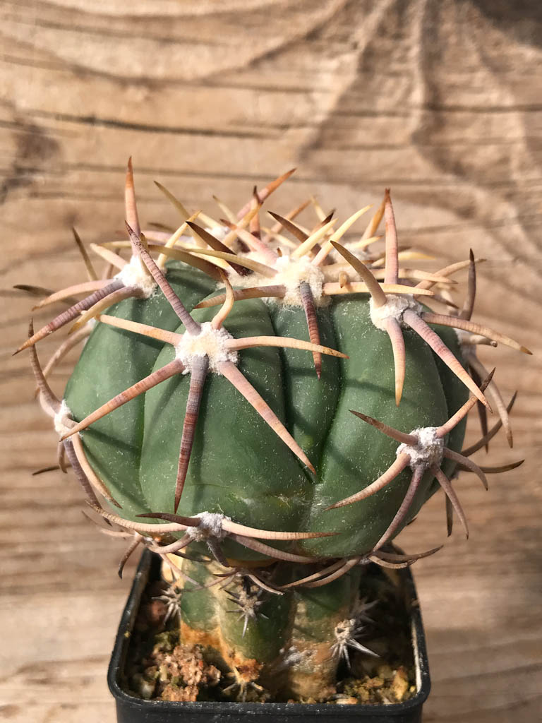 SHPR8099 Echinocactus horizonthalonius PD 218, Mexico, grafted - Image 2