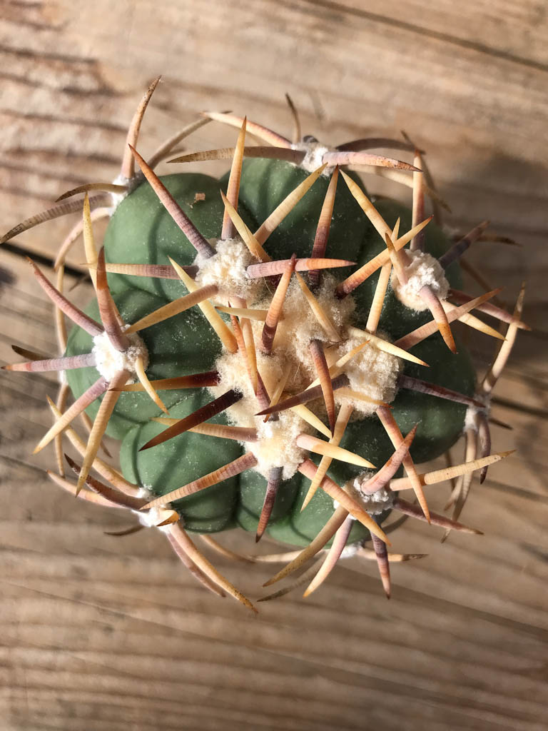 SHPR8099 Echinocactus horizonthalonius PD 218, Mexico, grafted