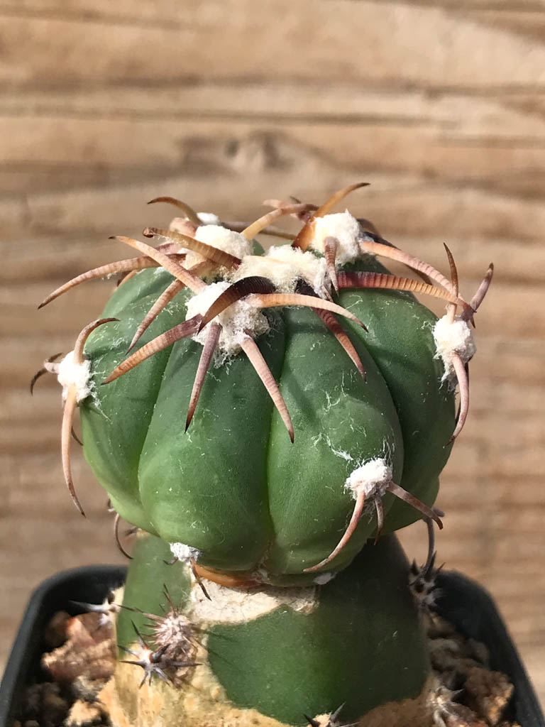 SHPR8102 Echinocactus horizonthalonius PD 190, Mexicó, Durango (El Quemado), grafted - Image 2