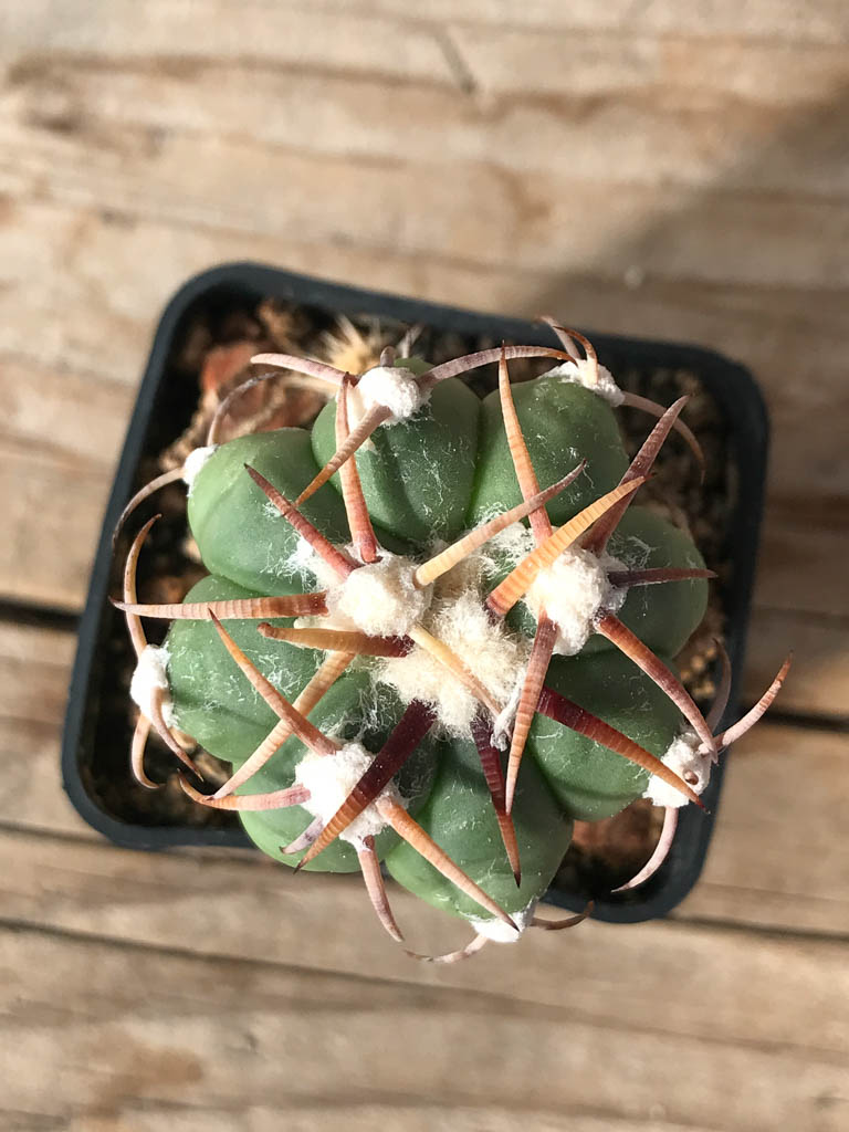 SHPR8102 Echinocactus horizonthalonius PD 190, Mexicó, Durango (El Quemado), grafted