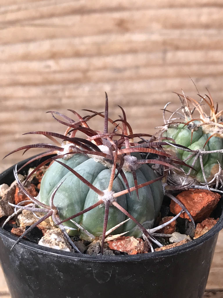 SHPR8106 Echinocactus horizonthalonius PD 65, Mexicó, Zacatecas (Presa de Guadalupe), own roots - Image 2