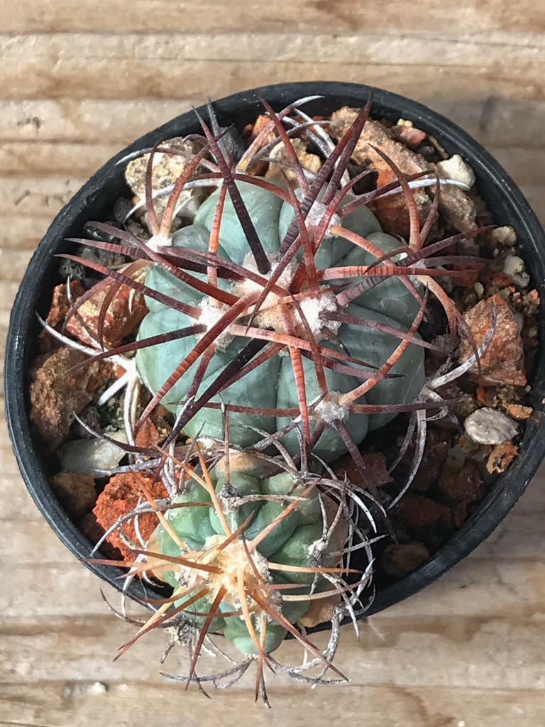 SHPR8106 Echinocactus horizonthalonius PD 65, Mexicó, Zacatecas (Presa de Guadalupe), own roots