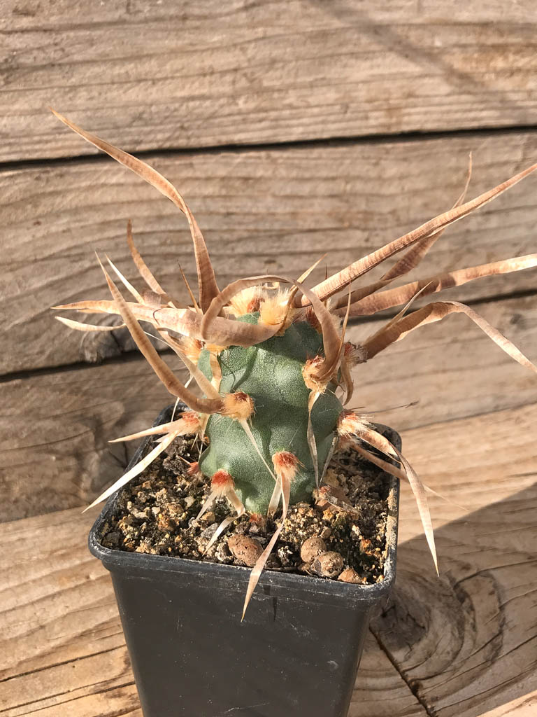 SHPR8108 Tephrocactus articulatus, North of Famatina, La Rioja, Argentina