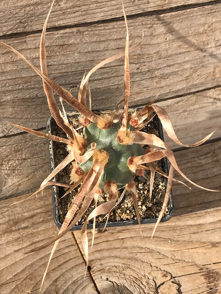 SHPR8108 Tephrocactus articulatus, North of Famatina, La Rioja, Argentina - Image 2