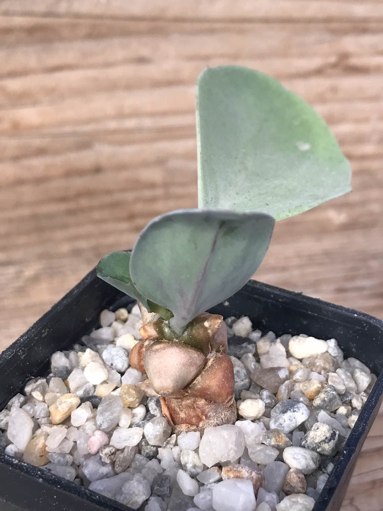 SHPR8111 Othonna herrei stinkfonteinberg, South Africa - Image 2