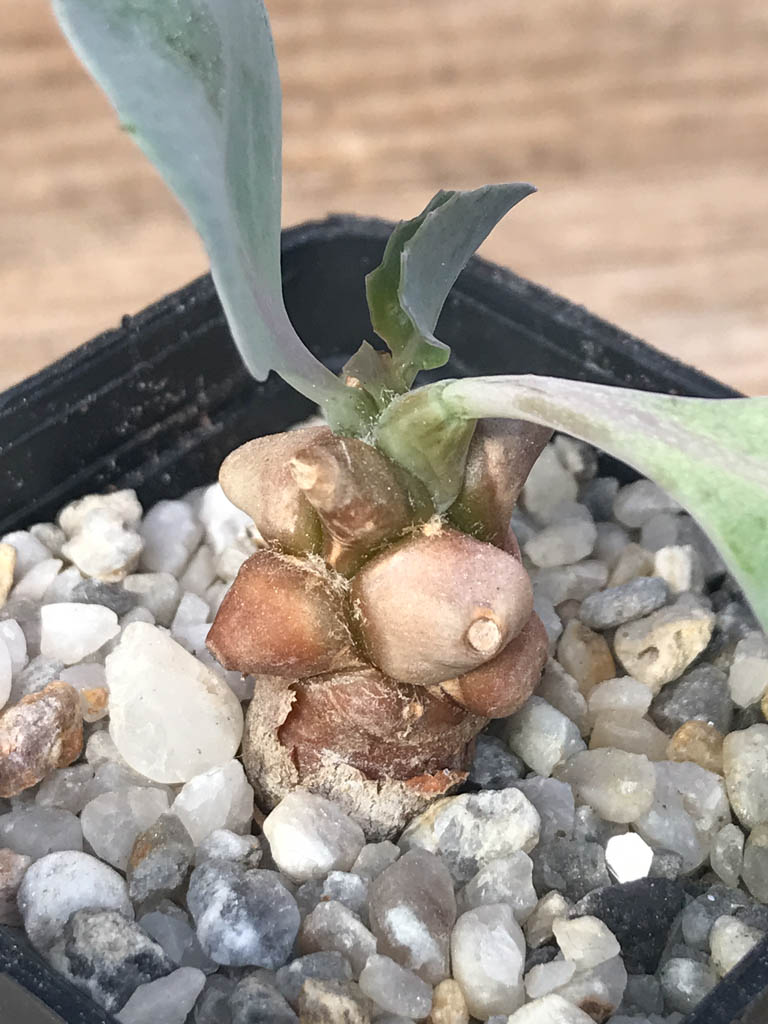 SHPR8111 Othonna herrei stinkfonteinberg, South Africa - Image 3