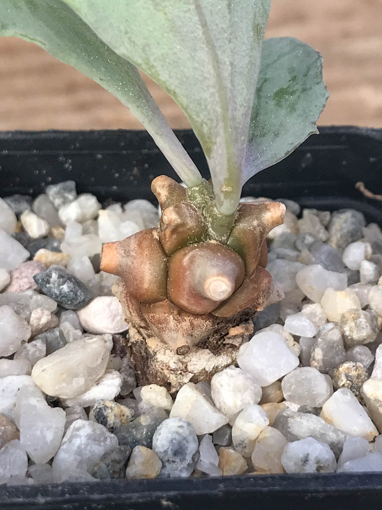 SHPR8111 Othonna herrei stinkfonteinberg, South Africa