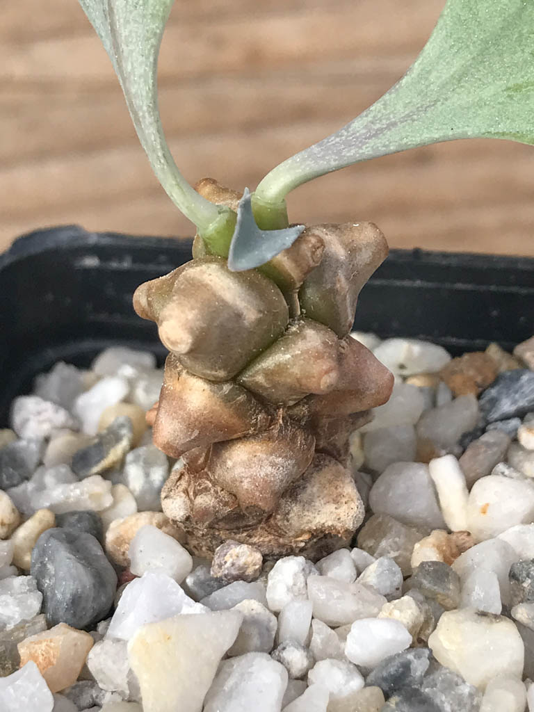 SHPR8111 Othonna herrei stinkfonteinberg, South Africa - Image 4