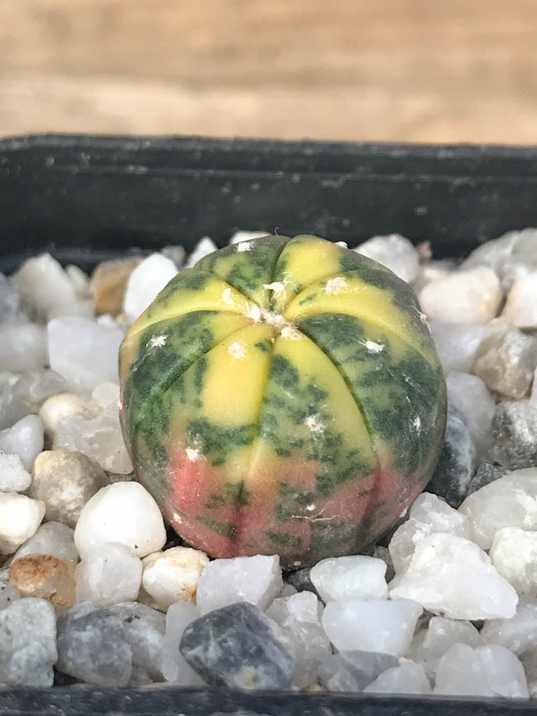 SHPR8112 Astrophytum asterias variegated - Image 2