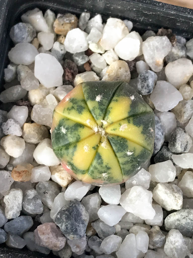 SHPR8112 Astrophytum asterias variegated