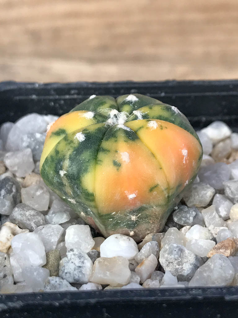 SHPR8115 Astrophytum asterias variegated - Image 2