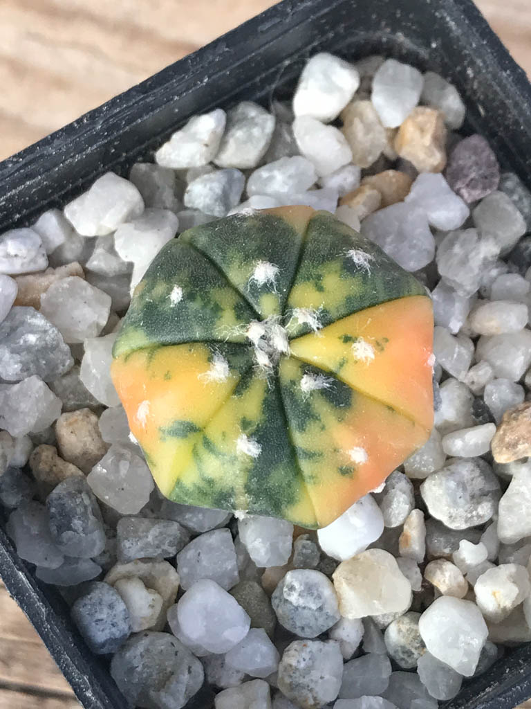 SHPR8115 Astrophytum asterias variegated