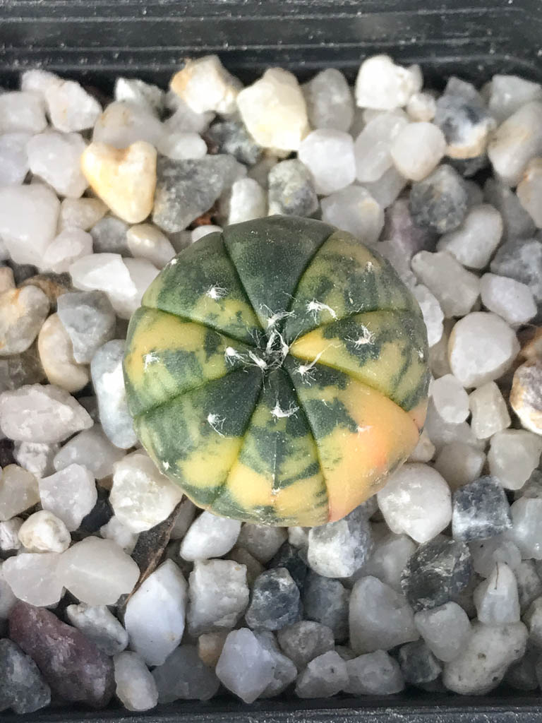 SHPR8116 Astrophytum asterias variegated