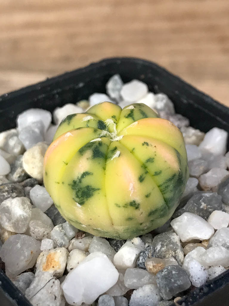 SHPR8117 Astrophytum asterias variegated - Image 2