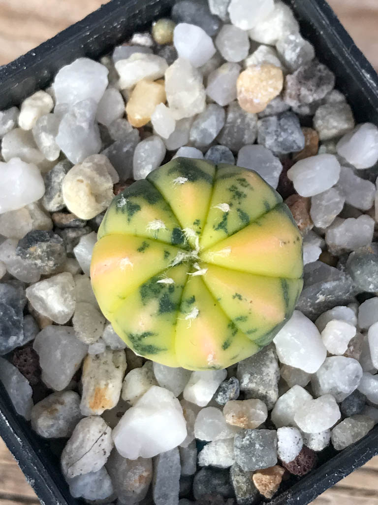 SHPR8117 Astrophytum asterias variegated