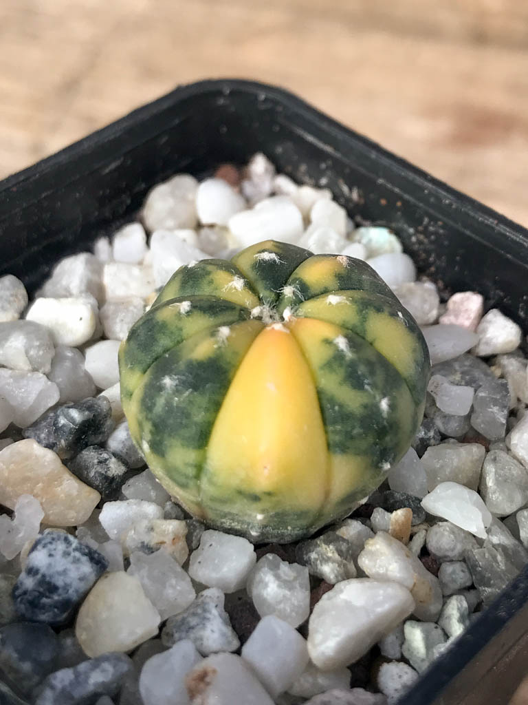 SHPR8121 Astrophytum asterias variegated - Image 2