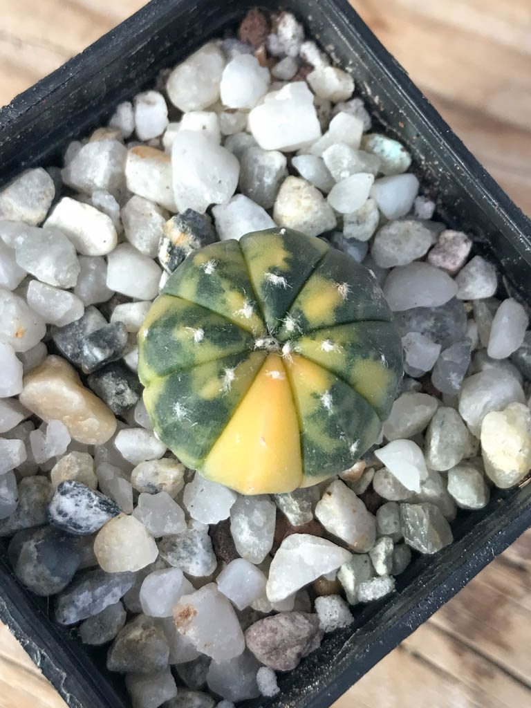 SHPR8121 Astrophytum asterias variegated