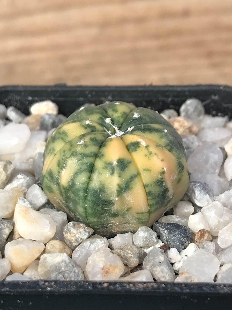 SHPR8122 Astrophytum asterias variegated - Image 2