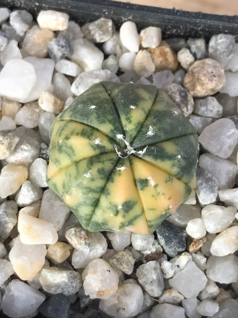 SHPR8122 Astrophytum asterias variegated