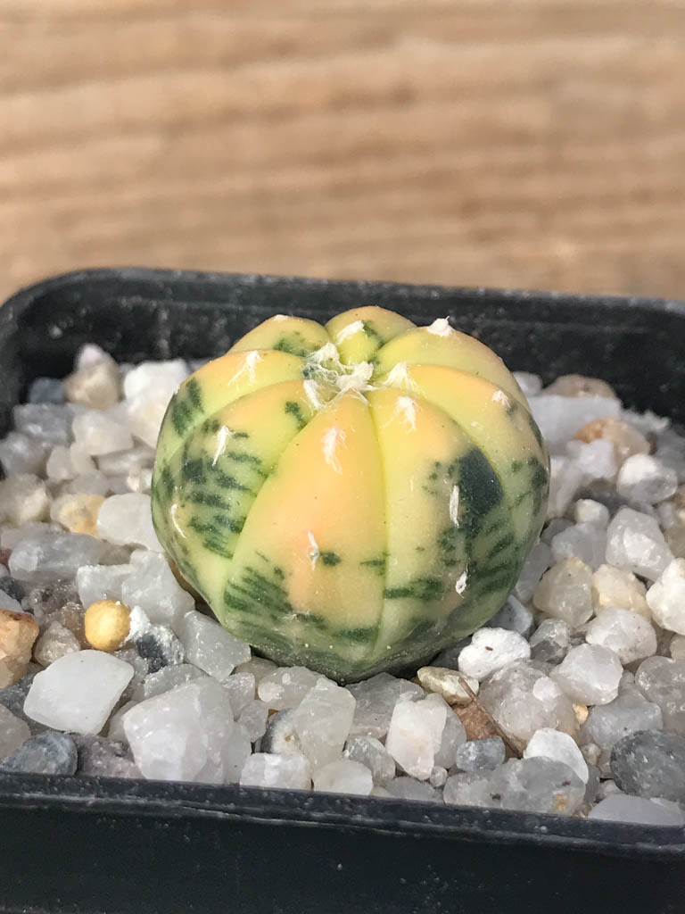 SHPR8123 Astrophytum asterias variegated - Image 2