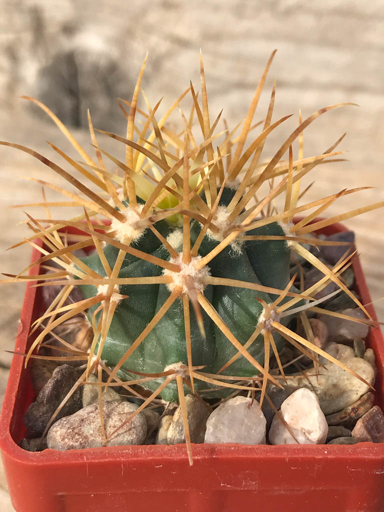 SHPR8124 Ferocactus chrysacanthus L10, Baja California (Punta Norte , Isla Cedros 1-200m), Mexicó – Bild 2