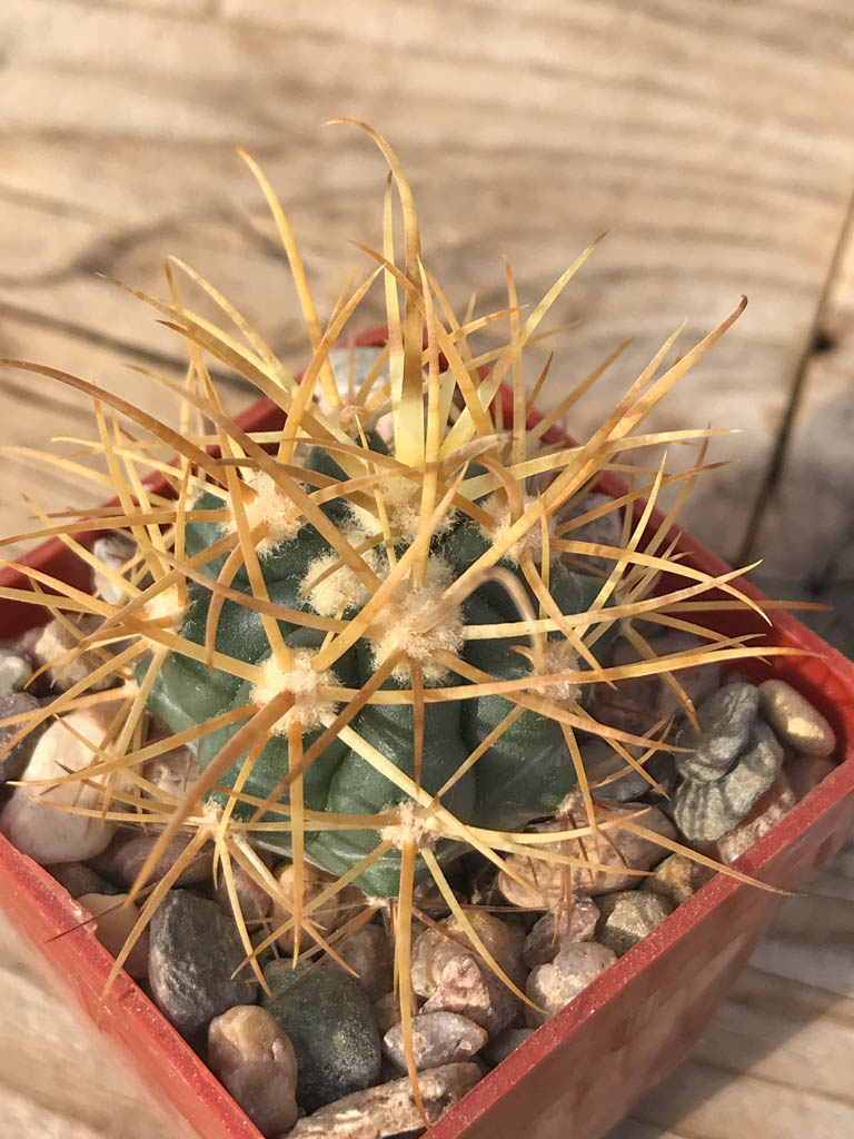 SHPR8124 Ferocactus chrysacanthus L10, Baja California (Punta Norte , Isla Cedros 1-200m), Mexicó