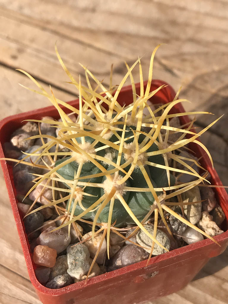 SHPR8124 Ferocactus chrysacanthus L10, Baja California (Punta Norte , Isla Cedros 1-200m), Mexicó – Bild 4