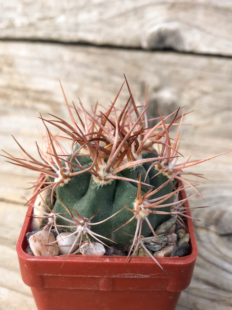 SHPR8125 Denmoza erythrocephala JMT 256, Cuesta de Huaco-Mirador, San Juan, Argentina - Image 2