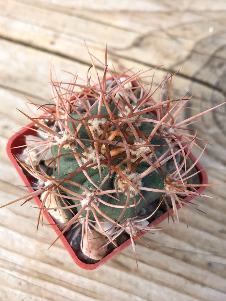 SHPR8125 Denmoza erythrocephala JMT 256, Cuesta de Huaco-Mirador, San Juan, Argentina