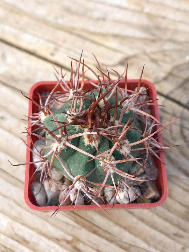 SHPR8125 Denmoza erythrocephala JMT 256, Cuesta de Huaco-Mirador, San Juan, Argentina - Image 3