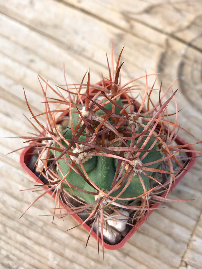 SHPR8125 Denmoza erythrocephala JMT 256, Cuesta de Huaco-Mirador, San Juan, Argentina - Image 4
