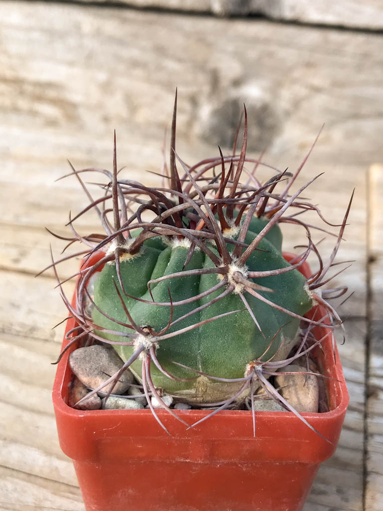 SHPR8126 Denmoza erythrocephala JMT 256, Cuesta de Huaco-Mirador, San Juan, Argentina - Obrázek 2