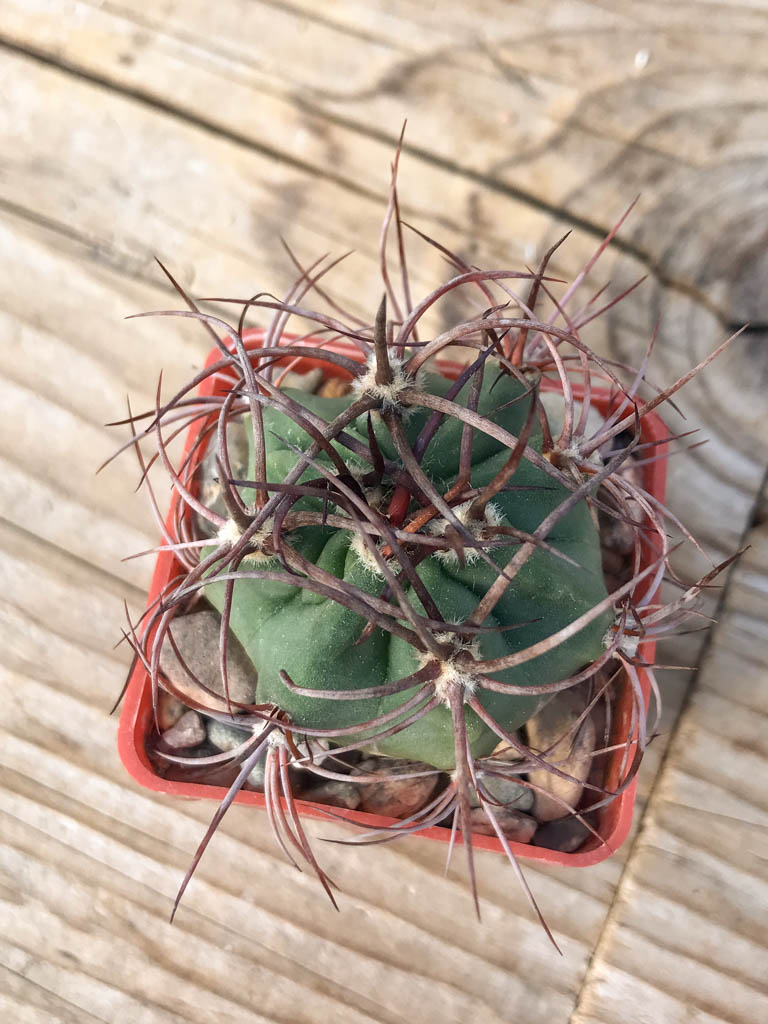 SHPR8126 Denmoza erythrocephala JMT 256, Cuesta de Huaco-Mirador, San Juan, Argentina - Obrázek 3
