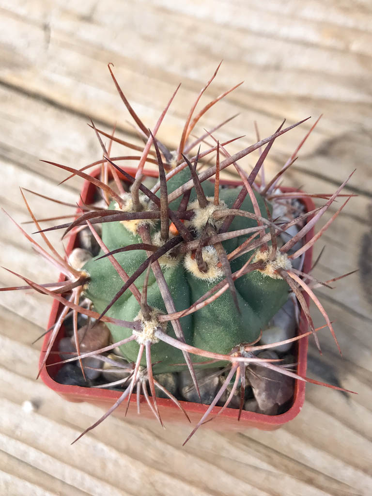 SHPR8126 Denmoza erythrocephala JMT 256, Cuesta de Huaco-Mirador, San Juan, Argentina - Obrázek 4