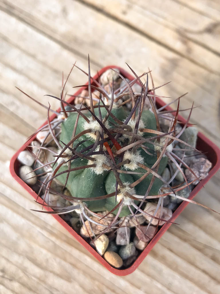 SHPR8126 Denmoza erythrocephala JMT 256, Cuesta de Huaco-Mirador, San Juan, Argentina