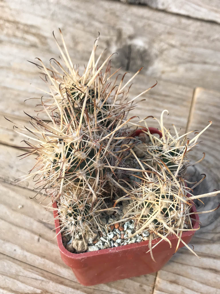 SHPR8128 Austrocactus subandinus JN 1413, Mendoza (Los Molles, 1929 m), Argentina, own roots