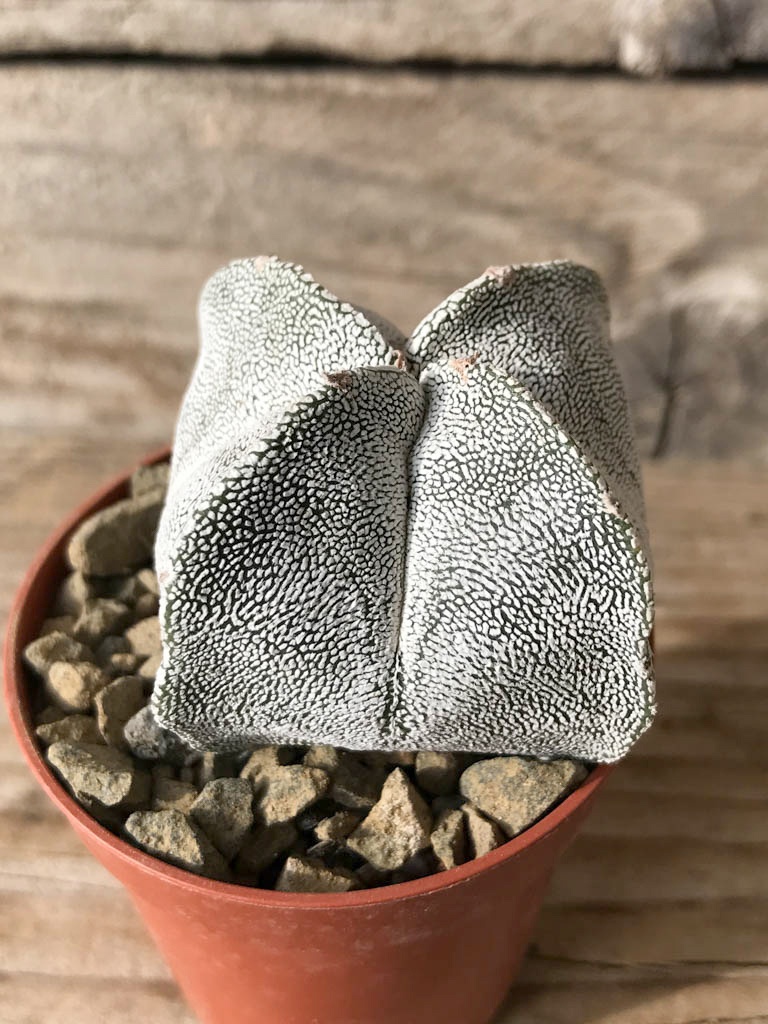 SHPR8130 Astrophytum myriostigma cv. Onzuka quadricostatum - Image 2