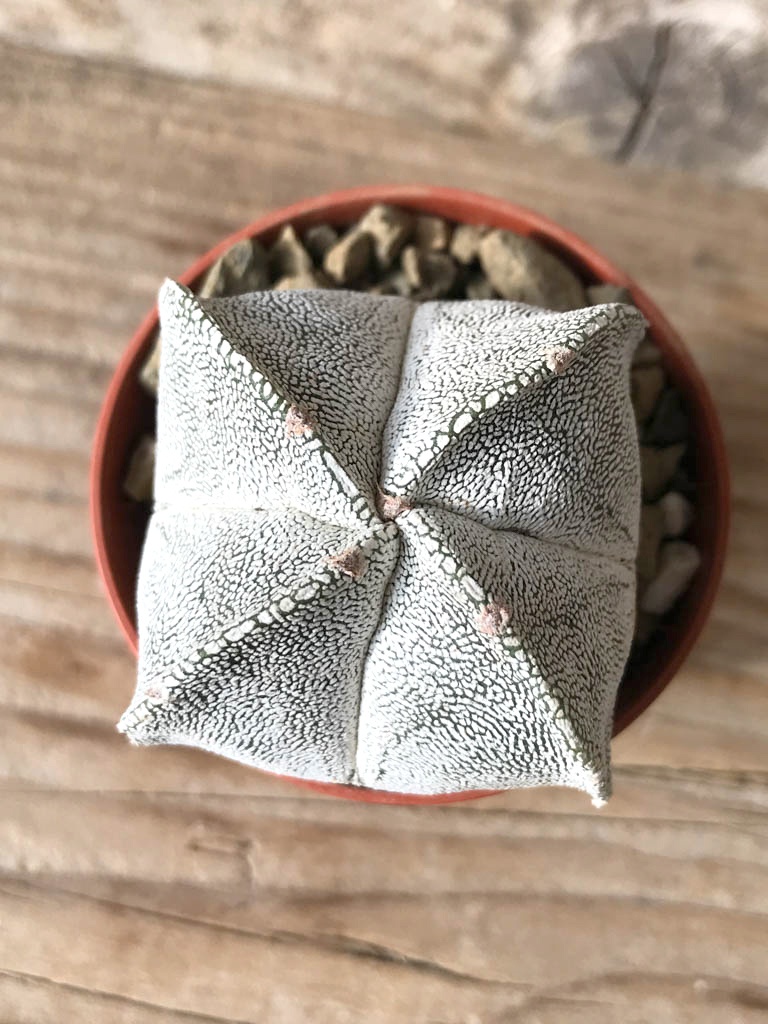 SHPR8130 Astrophytum myriostigma cv. Onzuka quadricostatum